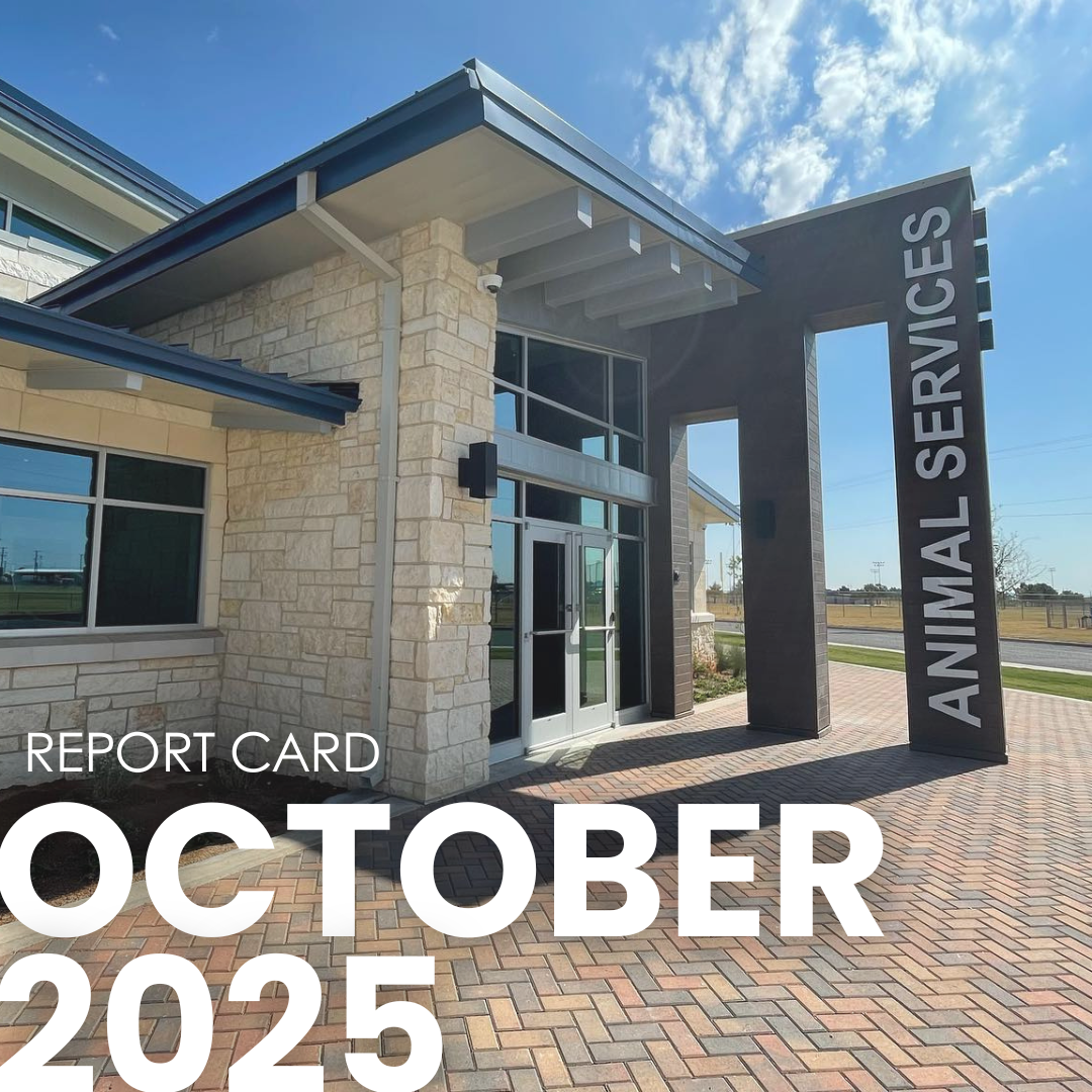 animal report for october