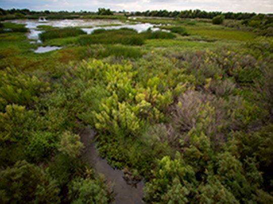 Wooded area with trees and water